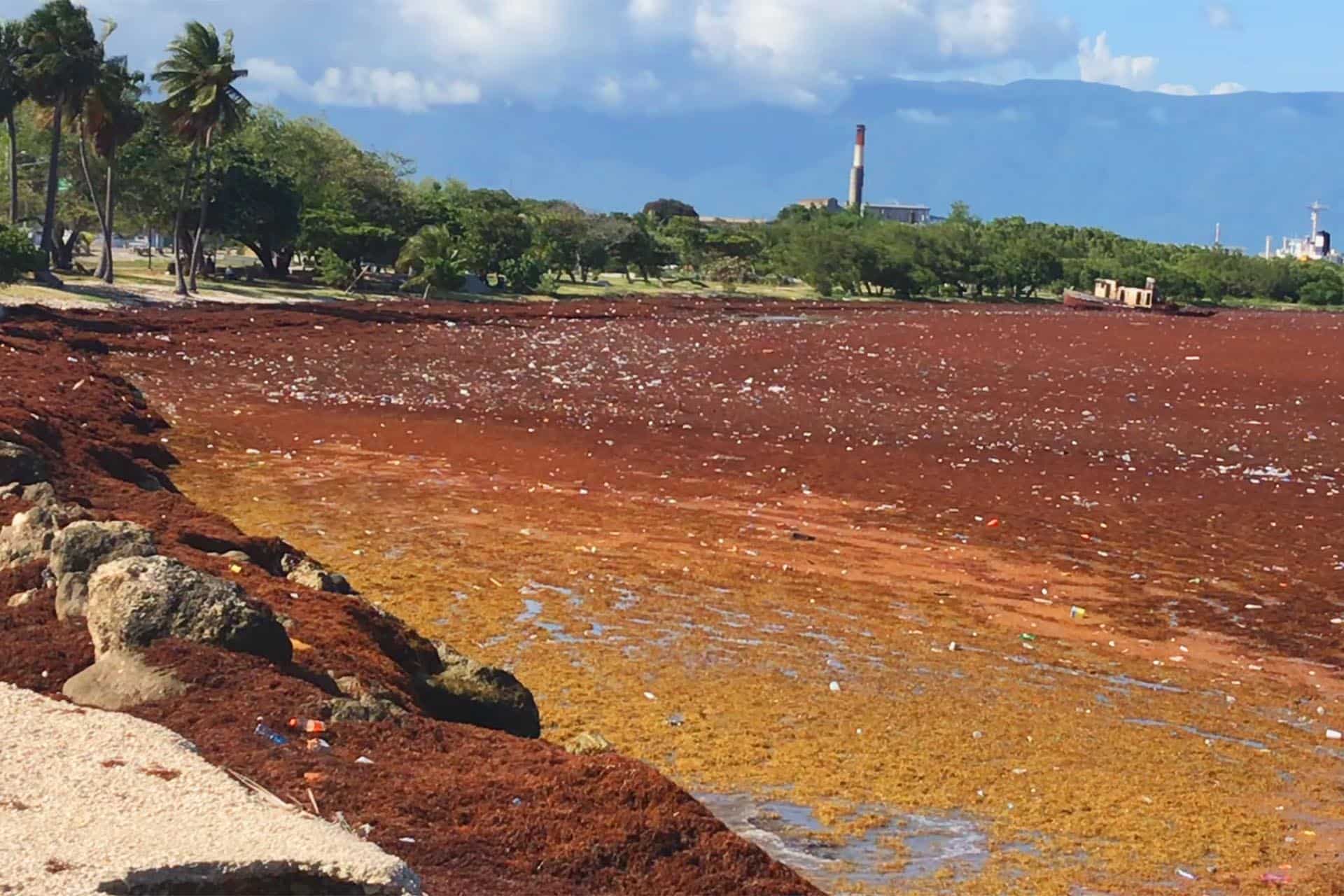 Según los científicos las algas podrían salvar al motor de combustión